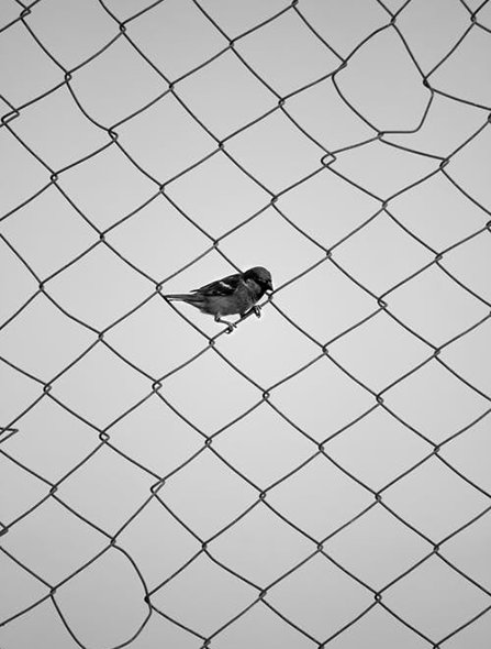 Bird setting himself free